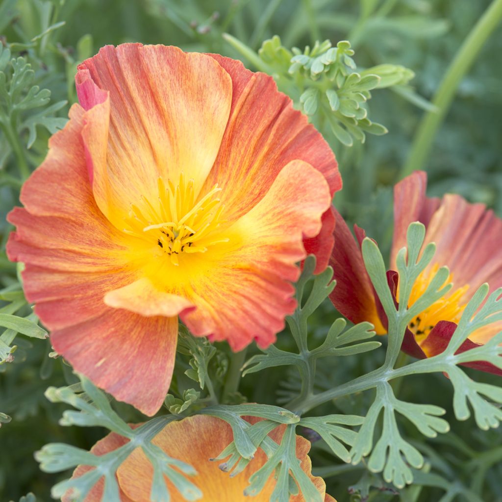 Eschscholzia californica Thai Silk Apricot Chiffon (zaad) – Slaapmutsje