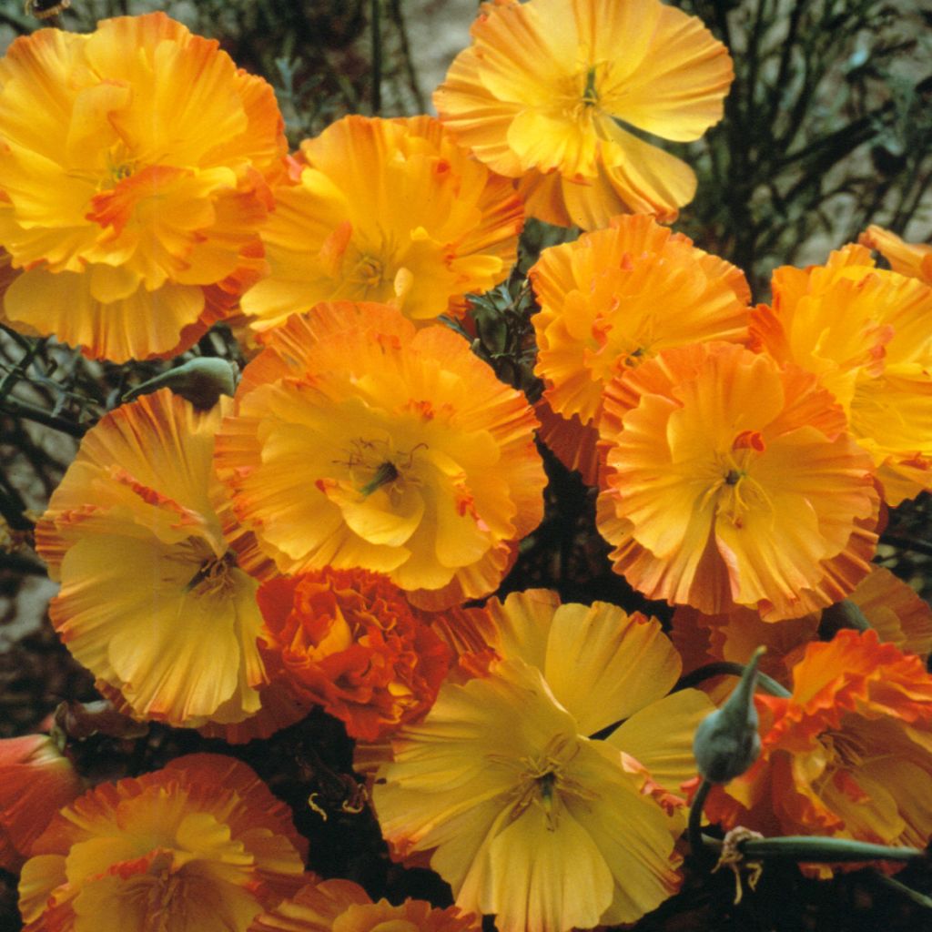 Eschscholzia californica Thai Silk Apricot Chiffon (zaad) – Slaapmutsje