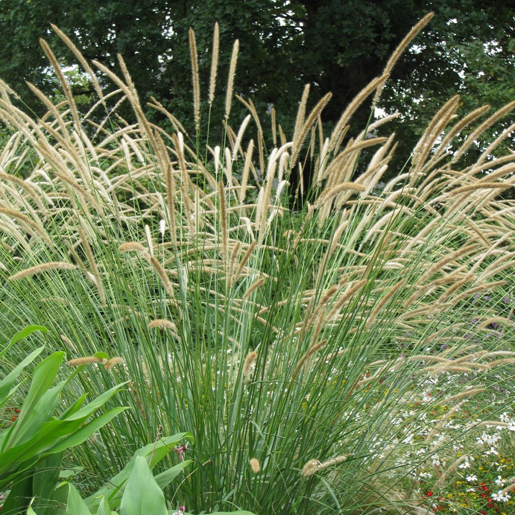 Pennisetum macrourum Tail Feathers (zaad) - Lampenpoetsersgras