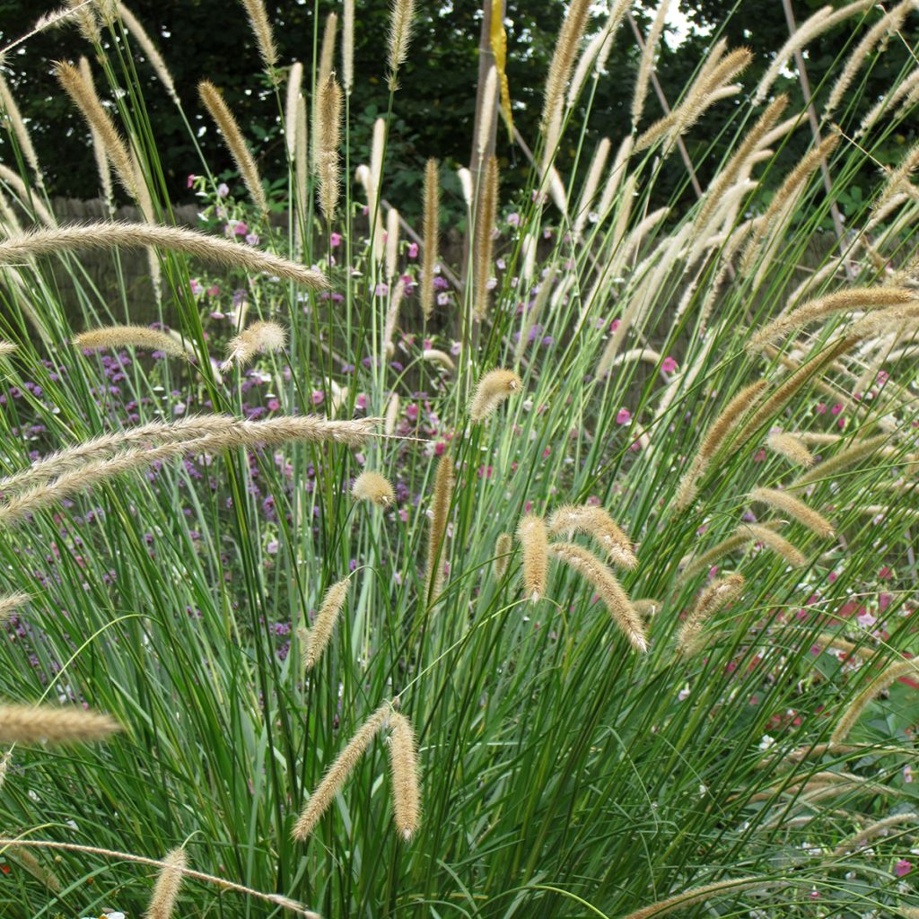Pennisetum macrourum Tail Feathers (zaad) - Lampenpoetsersgras