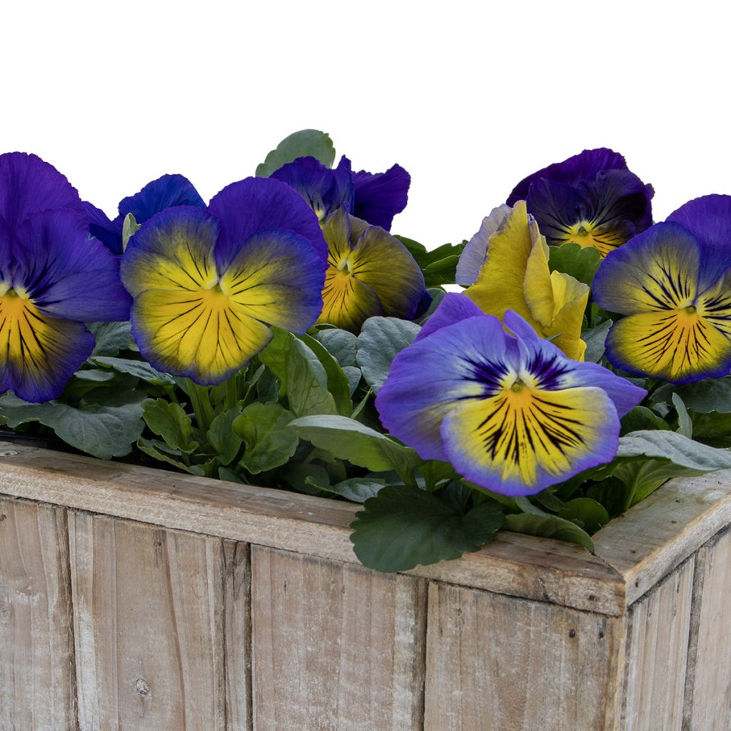 Viola wittrockiana Cats Plus Blauw and Geel (zaad) - Grootbloemige viool