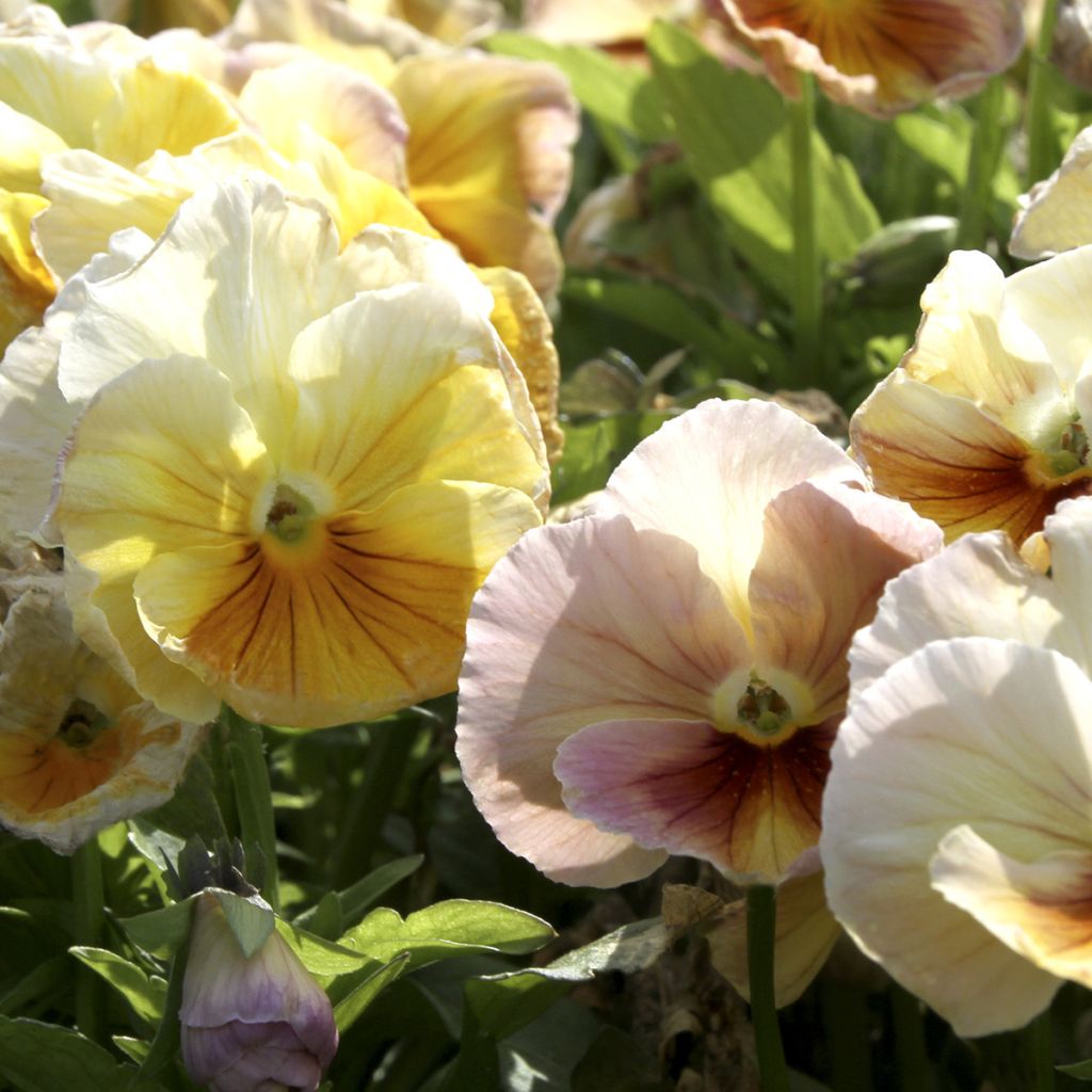 Viola wittrockiana Inspire Peach Shades (zaad) - Grootbloemige viool