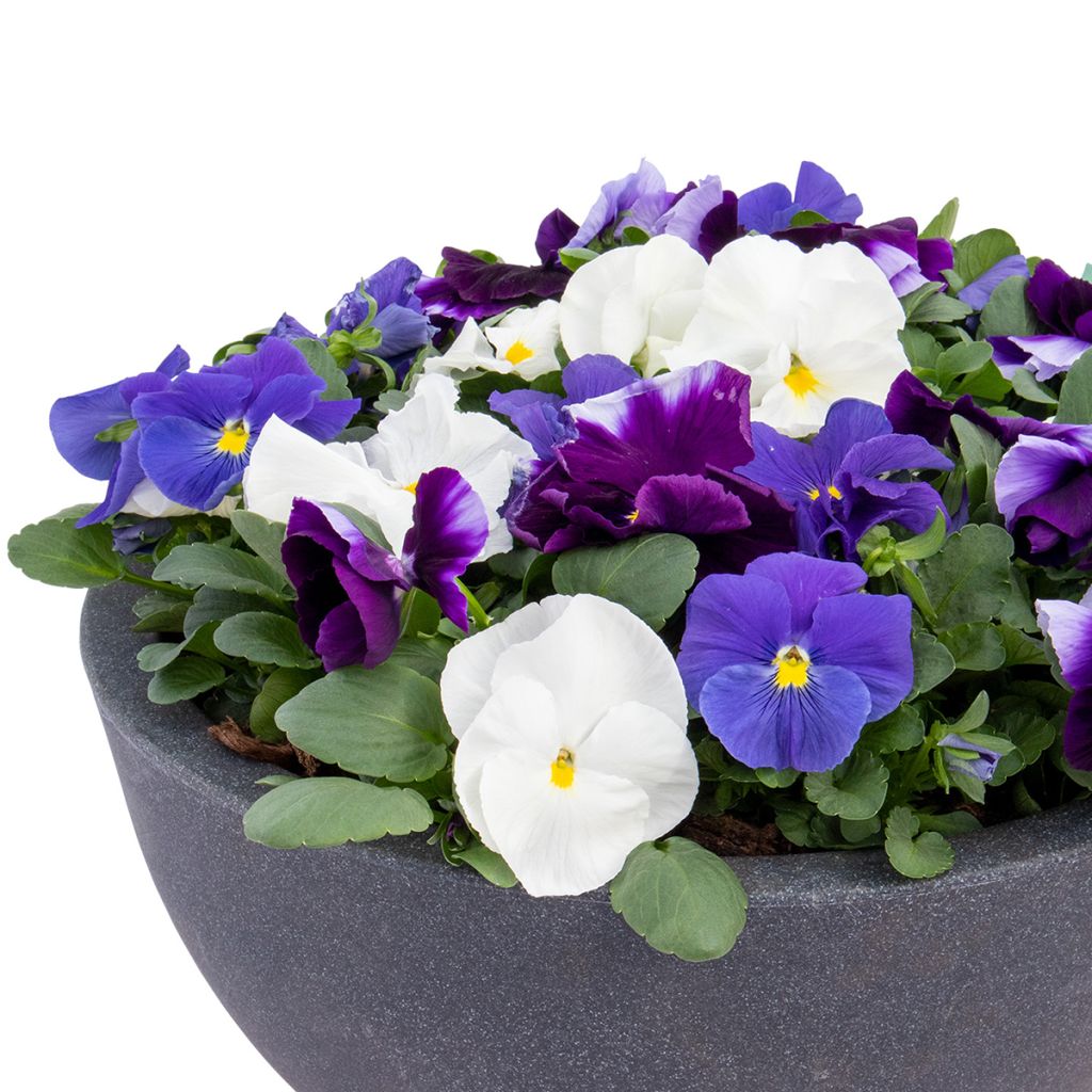 Viola wittrockiana Inspire Plus Summer Skies Mix (zaad) - Grootbloemige viool