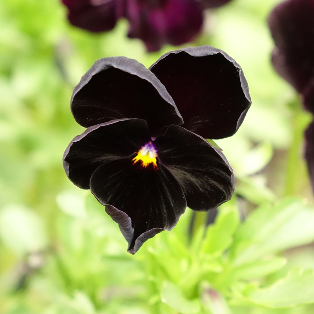 Viola wittrockiana Black Cristal (zaad) - Grootbloemige viool