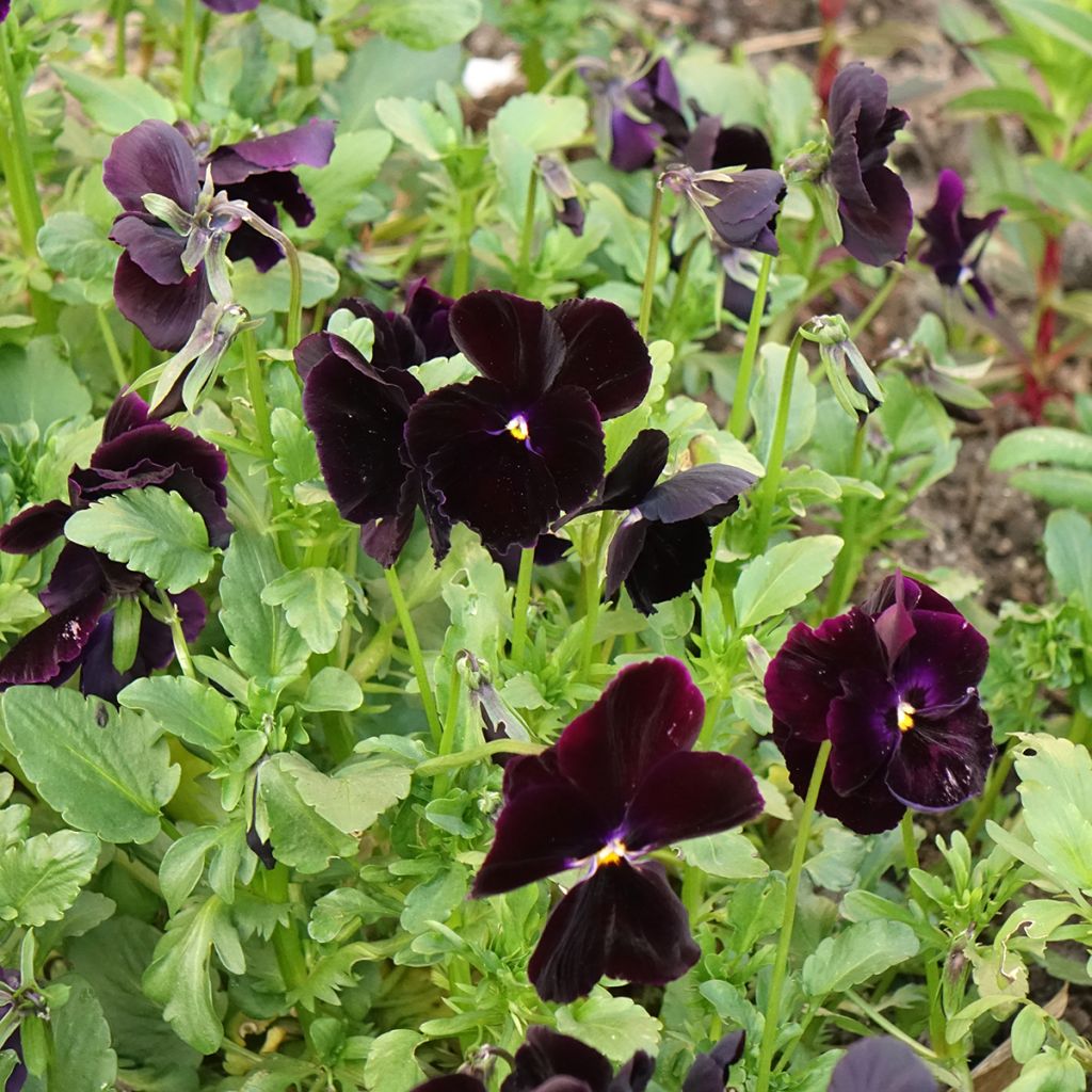 Viola wittrockiana Black Cristal (zaad) - Grootbloemige viool