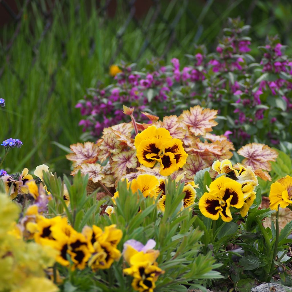 Viola wittrockiana Rococo (zaad) - Grootbloemige viool