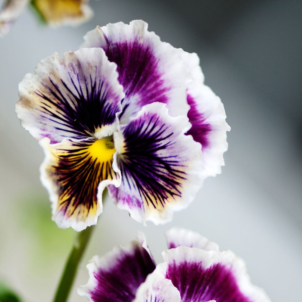 Viola wittrockiana Rococo (zaad) - Grootbloemige viool