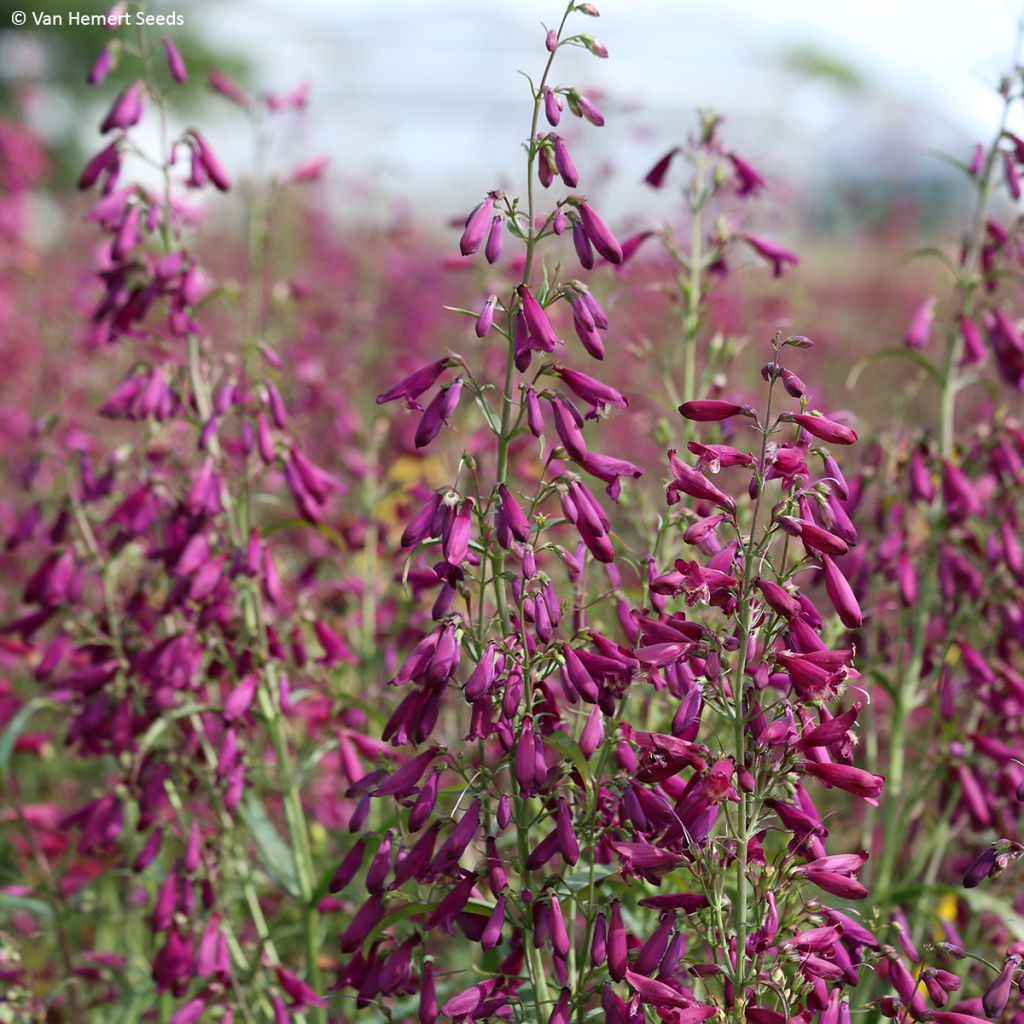 Penstemon barbatus Twizzle Purple (zaad) - Slangenkop