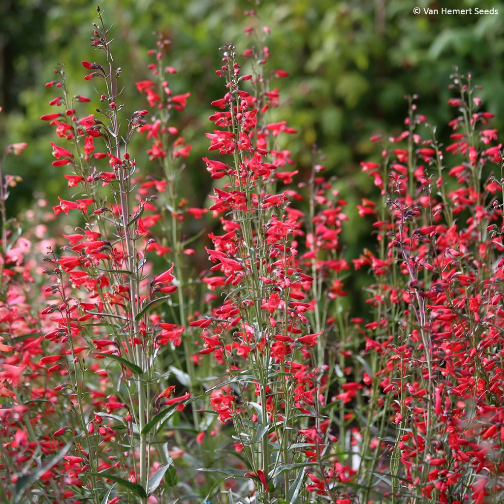 Penstemon barbatus Twizzle Scarlet (zaad) - Slangenkop