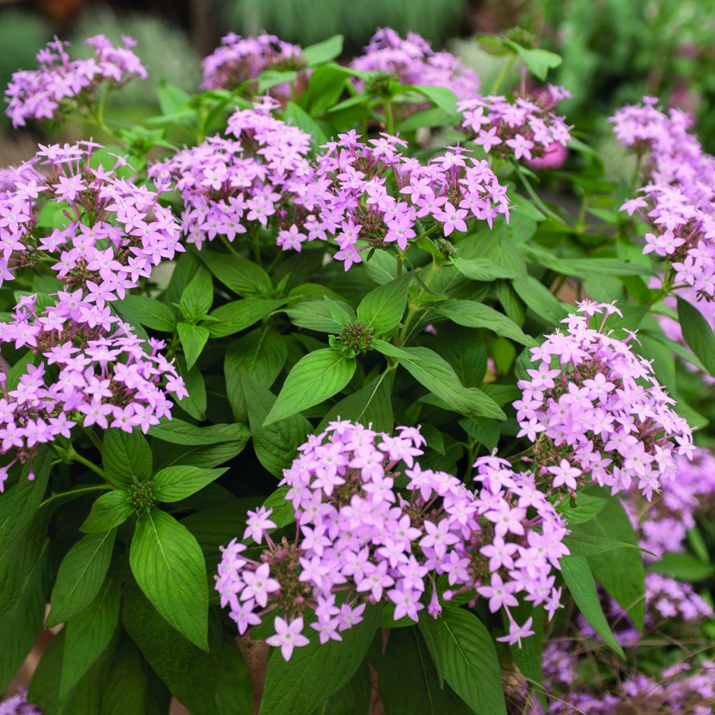 Pentas lanceolata Northern Lights Lavender (zaad) - Egyptische sterbloem