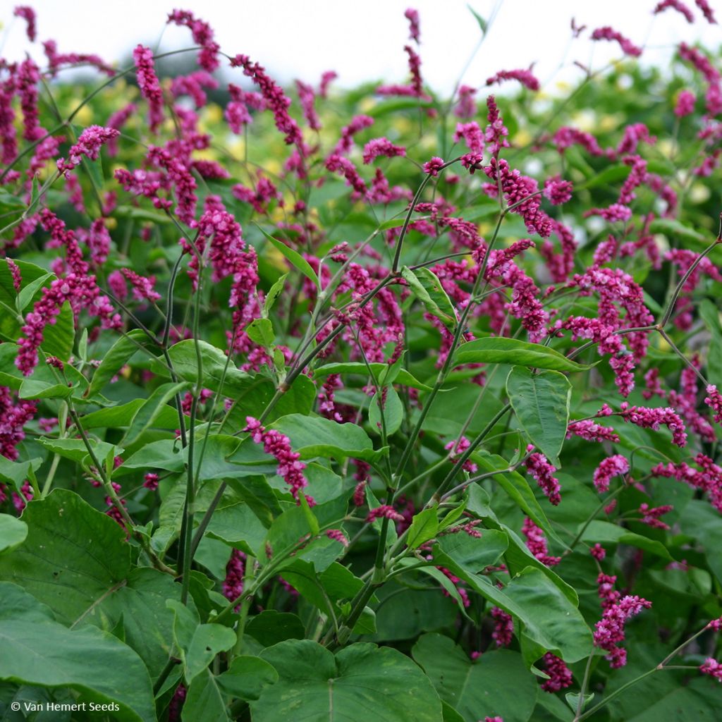 Persicaria orientalis Cerise Pearls (zaad) - Duizendknoop