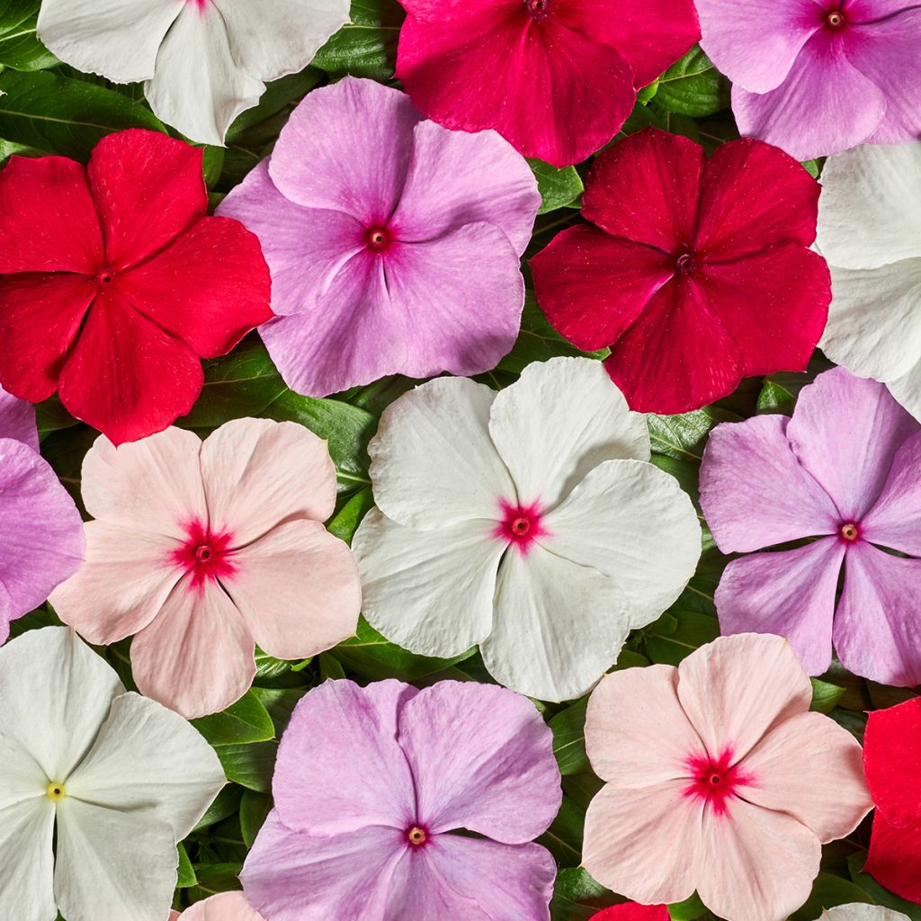 Catharanthus roseus Volcano F1 Mix (zaad) - Roze maagdenpalm