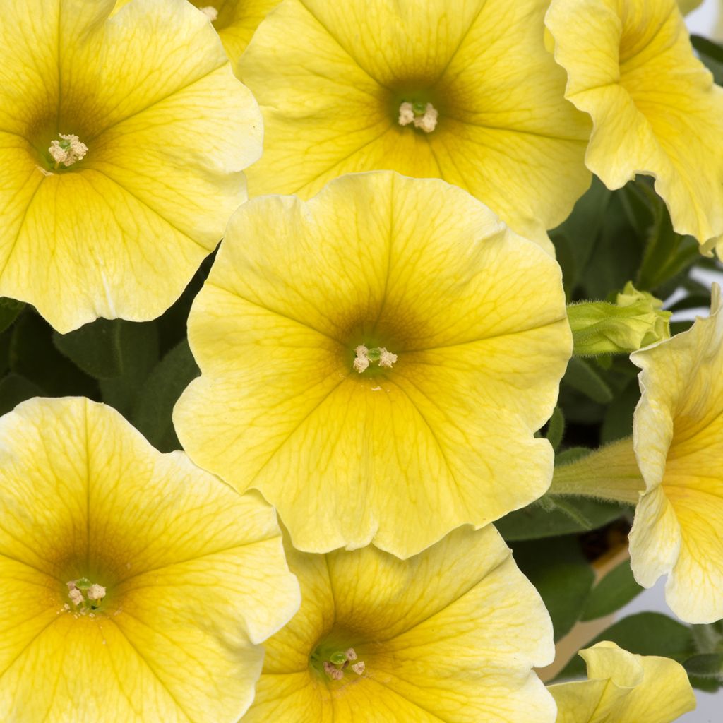 Petchoa Caliburst Yellow (zaad) - Calitunia