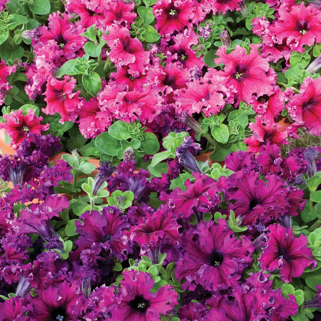 Petunia Espresso Frappé Mix (zaad) - Hangpetunia