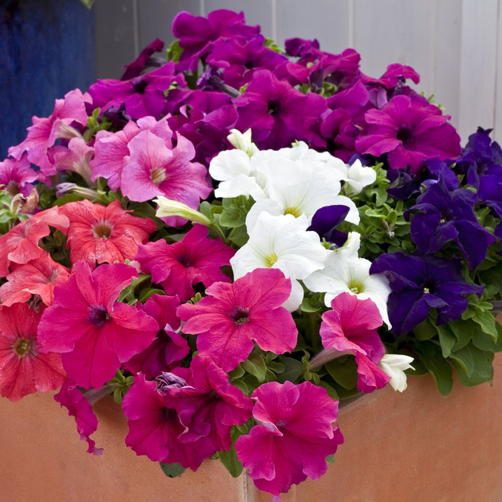 Petunia Espresso Grande Mix (zaad) - Hangpetunia