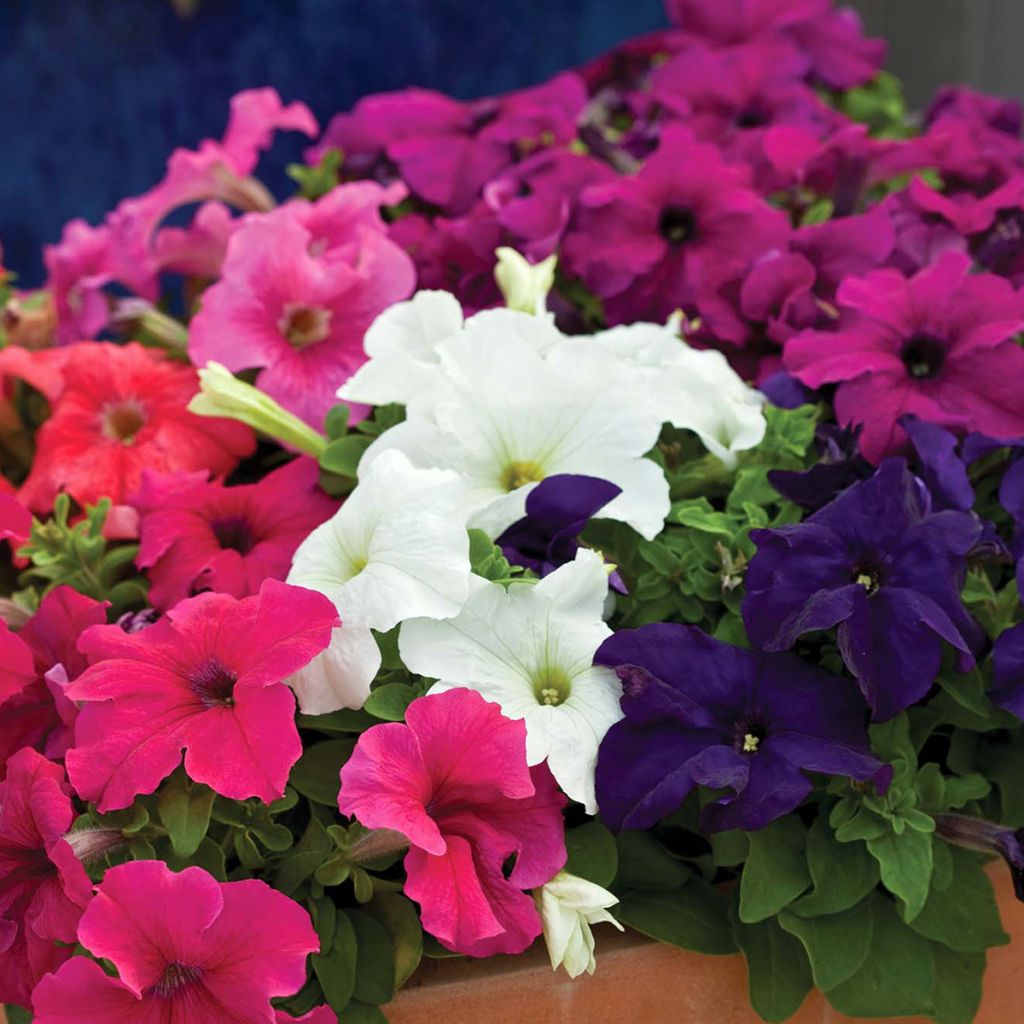 Petunia Espresso Grande Mix (zaad) - Hangpetunia