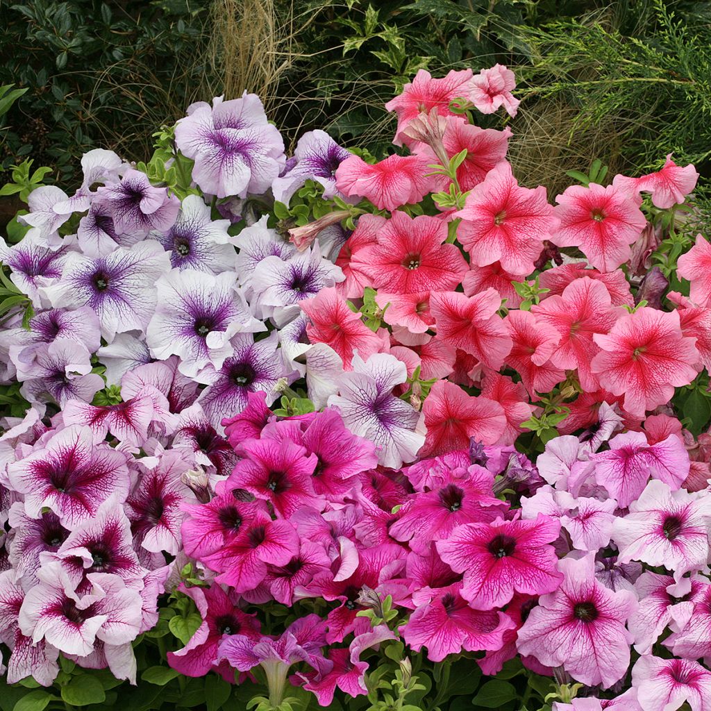 Petunia Prism Sundae Mix (zaad) - Hangpetunia