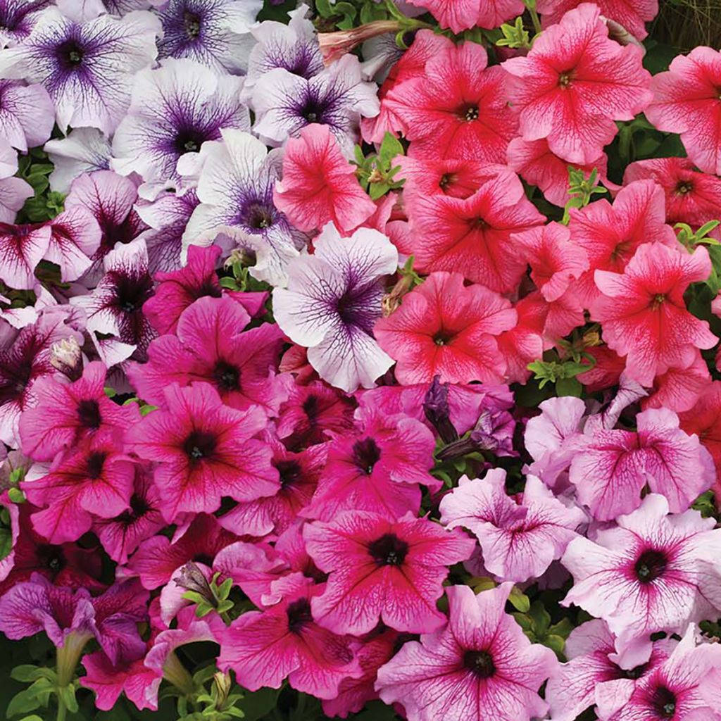 Petunia Prism Sundae Mix (zaad) - Hangpetunia