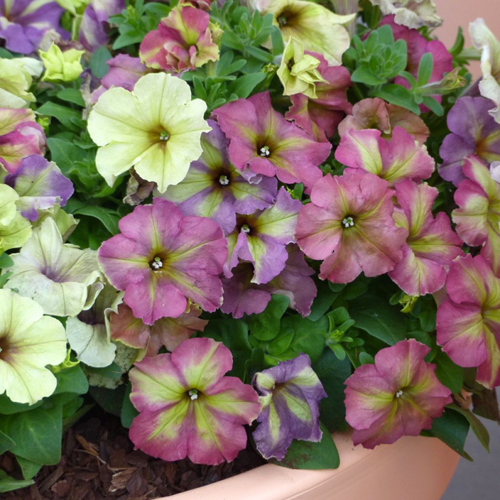 Petunia Shake Raspberry (zaad) - Hangpetunia