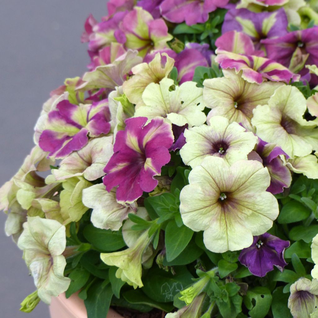 Petunia Shake Raspberry (zaad) - Hangpetunia