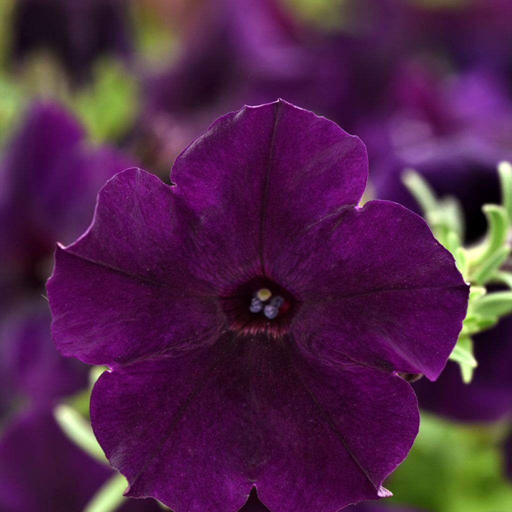 Petunia Easy Wave Navy Velour F1 (zaad) - Hangpetunia
