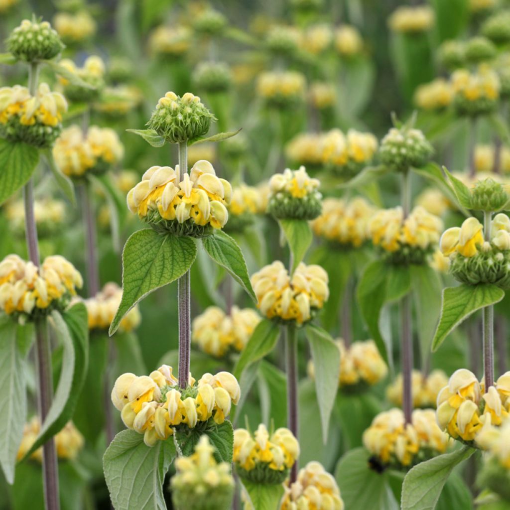 Phlomis russeliana (zaad) - Brandkruid