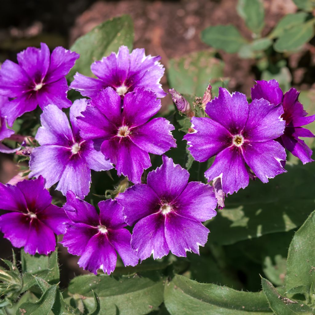 Phlox drummondii Blueberry Swirl (zaad) - Eenjarige vlambloem