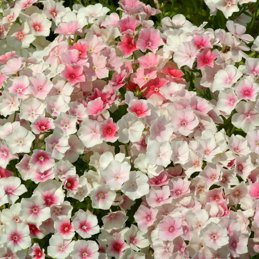 Phlox drummondii Blushing Bride (zaad) - Eenjarige vlambloem