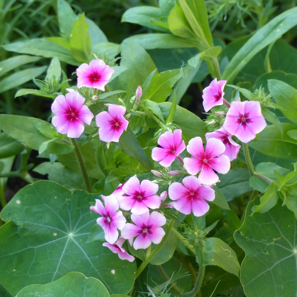 Phlox drummondii Brilliant (zaad) - Eenjarige vlambloem