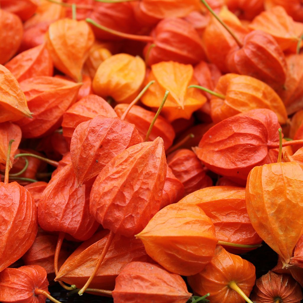 Physalis alkekengi (zaad) - Lampionplant