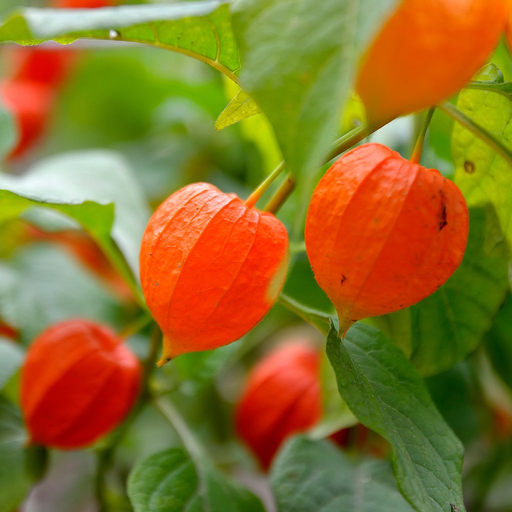 Physalis alkekengi (zaad) - Lampionplant
