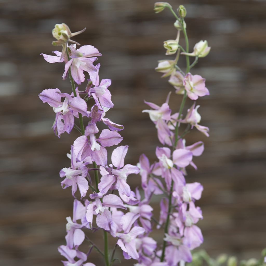 Ridderspoor Fancy Belladonna (zaad) - Delphinium consolida