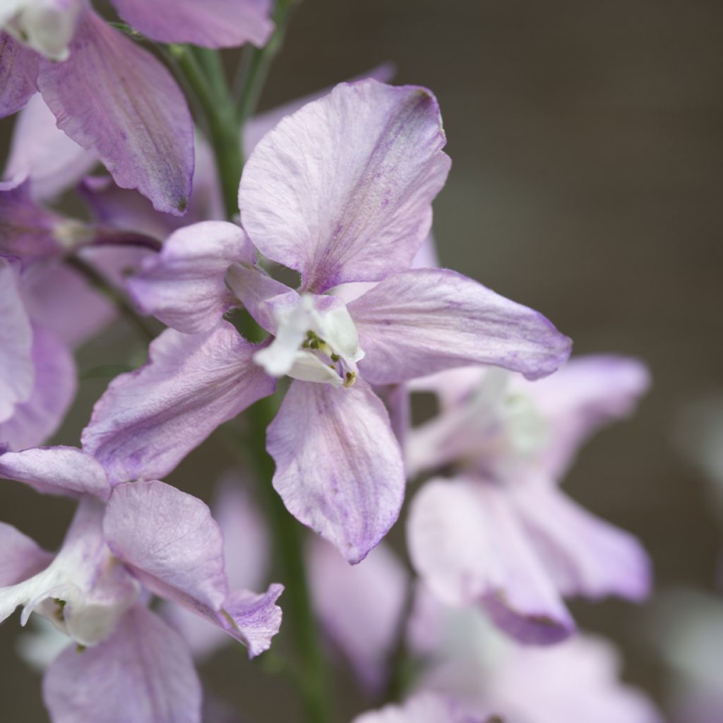Ridderspoor Fancy Belladonna (zaad) - Delphinium consolida