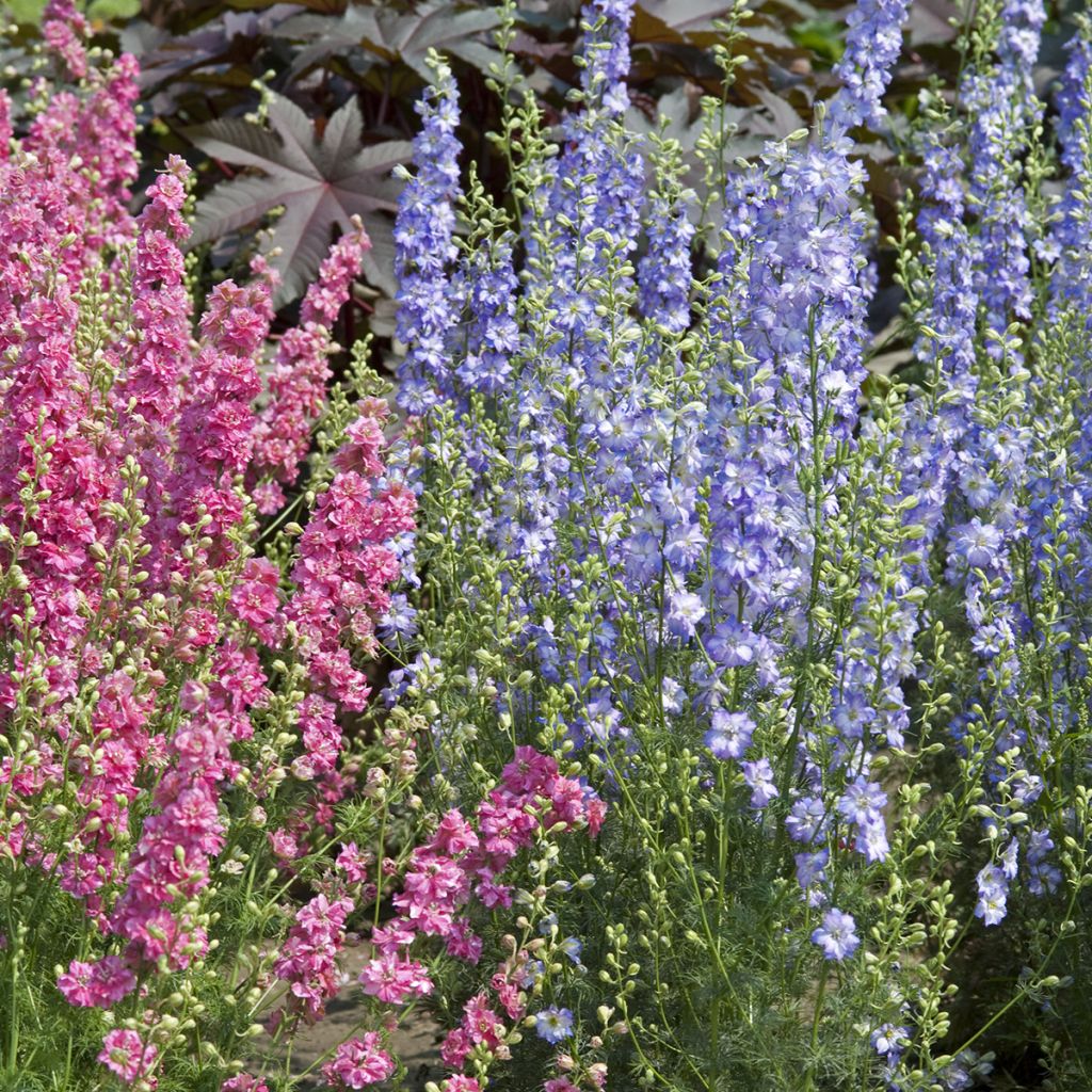 Delphinium elatum Fancy Purple Picotee (zaad) - Ridderspoor
