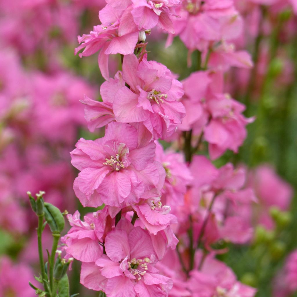 Ridderspoor Imperial QIS Roze (zaad) - Delphinium consolida