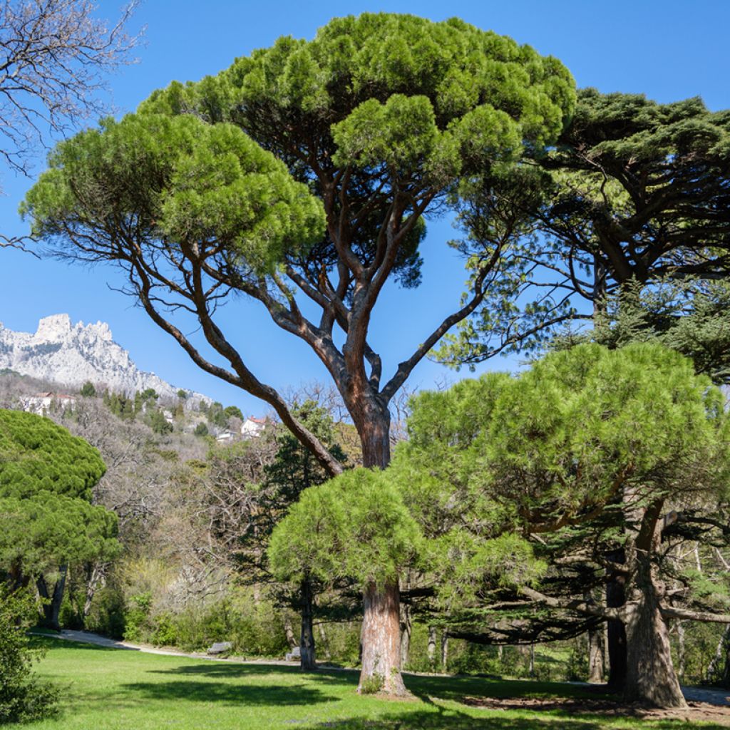 Pinus pinea (zaad) - Parasolden