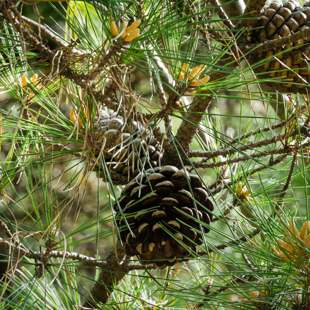 Pinus pinea (zaad) - Parasolden