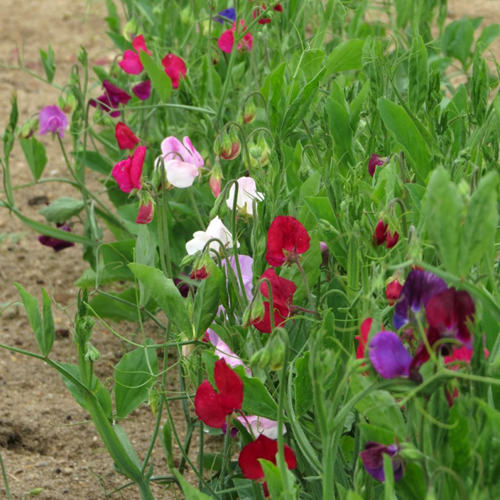 Lathyrus odoratus Bijou Nain Varié (zaad) - Siererwt