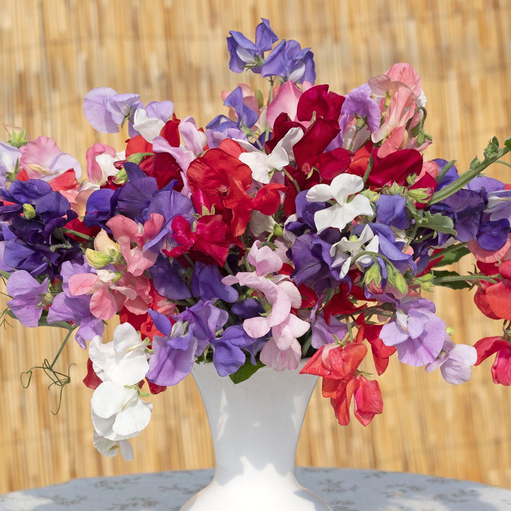 Lathyrus odoratus King Size Formula Mixture (zaad) - Siererwt