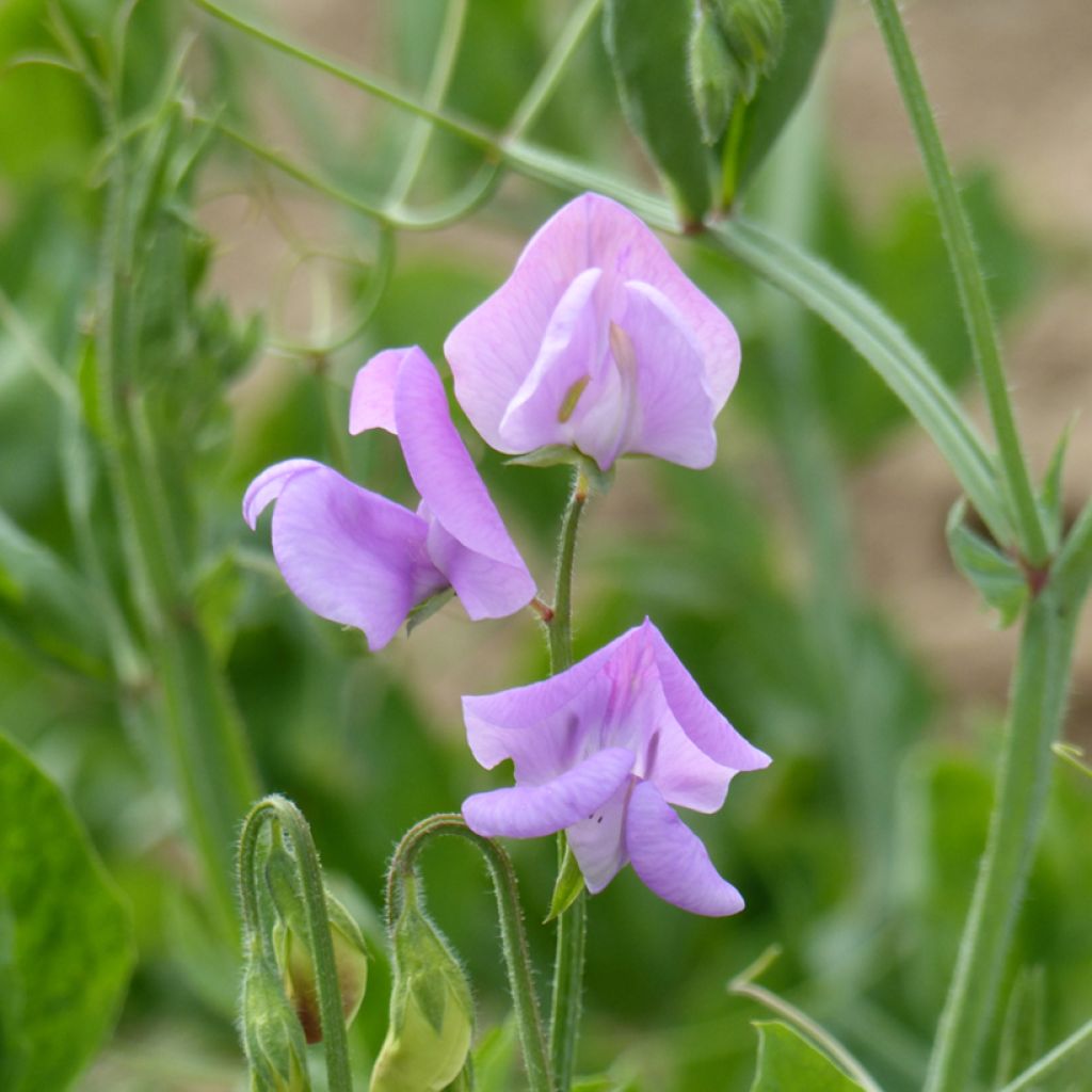 Lathyrus odoratus Leamington (zaad) - Siererwt