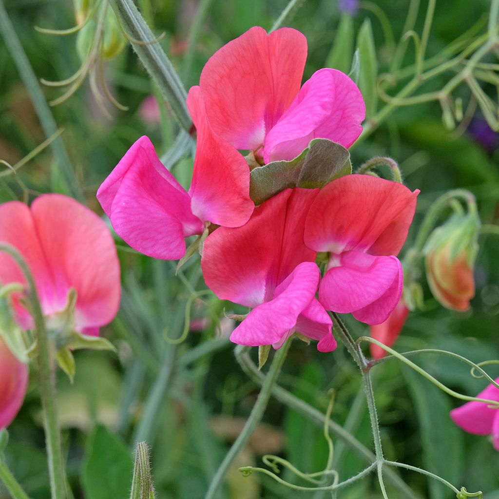 Lathyrus odoratus Miss Willmott (zaad) - Siererwt