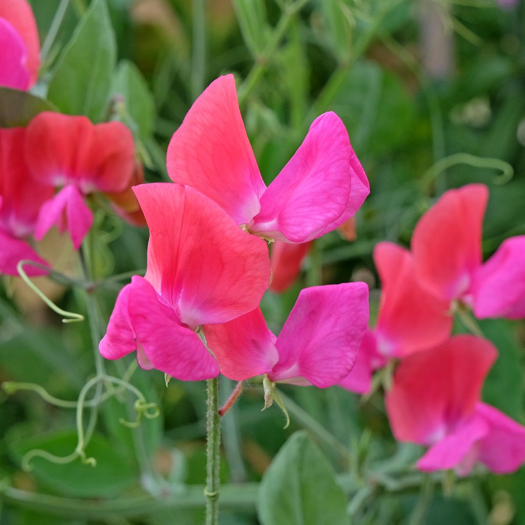 Lathyrus odoratus Miss Willmott (zaad) - Siererwt
