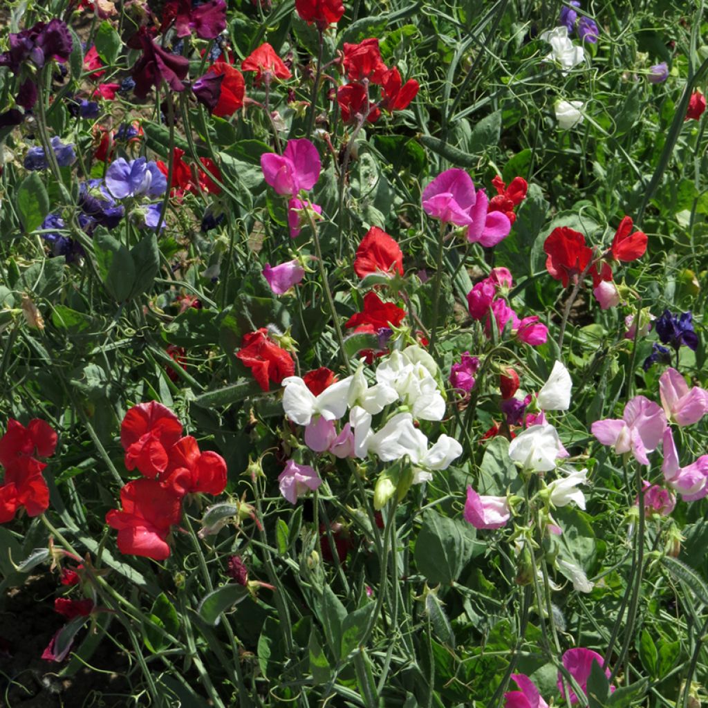 Lathyrus odoratus Spencer Mix (zaad) - Siererwt