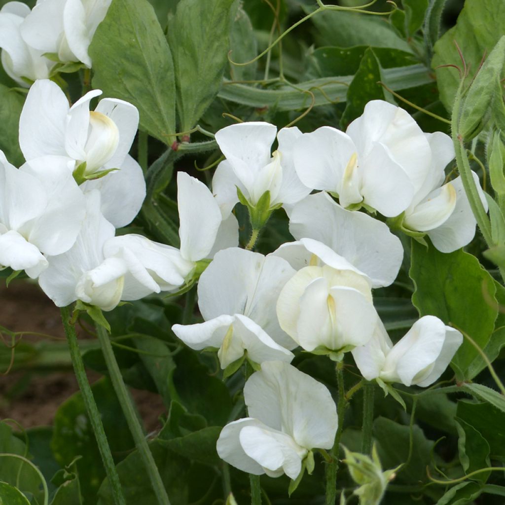 Lathyrus odoratus White Ensign (zaad) - Siererwt