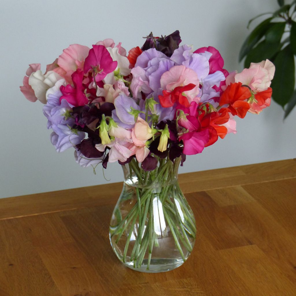 Lathyrus odoratus Spring Sunshine Formula Mix (zaad) - Siererwt