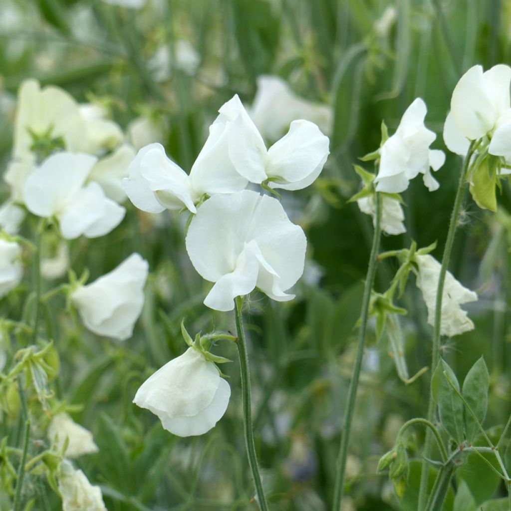 Lathyrus odoratus Spring Sunshine White (zaad) - Siererwt