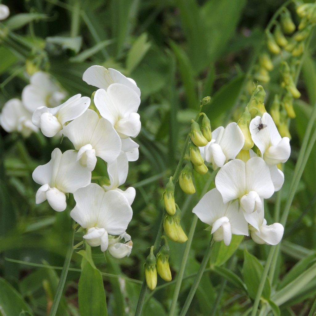 Lathyrus latifolius White Pearl (zaad) - Wilde pronkerwt