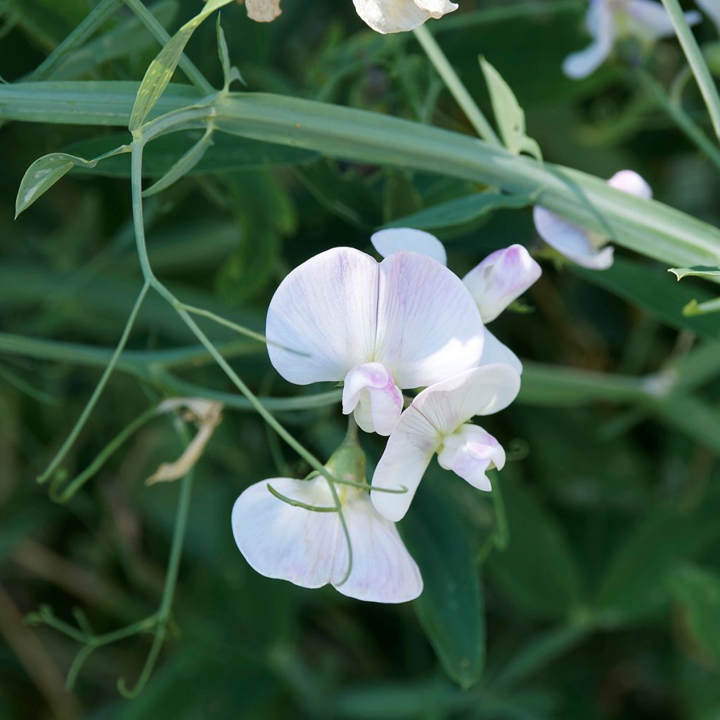Lathyrus latifolius White Pearl (zaad) - Wilde pronkerwt