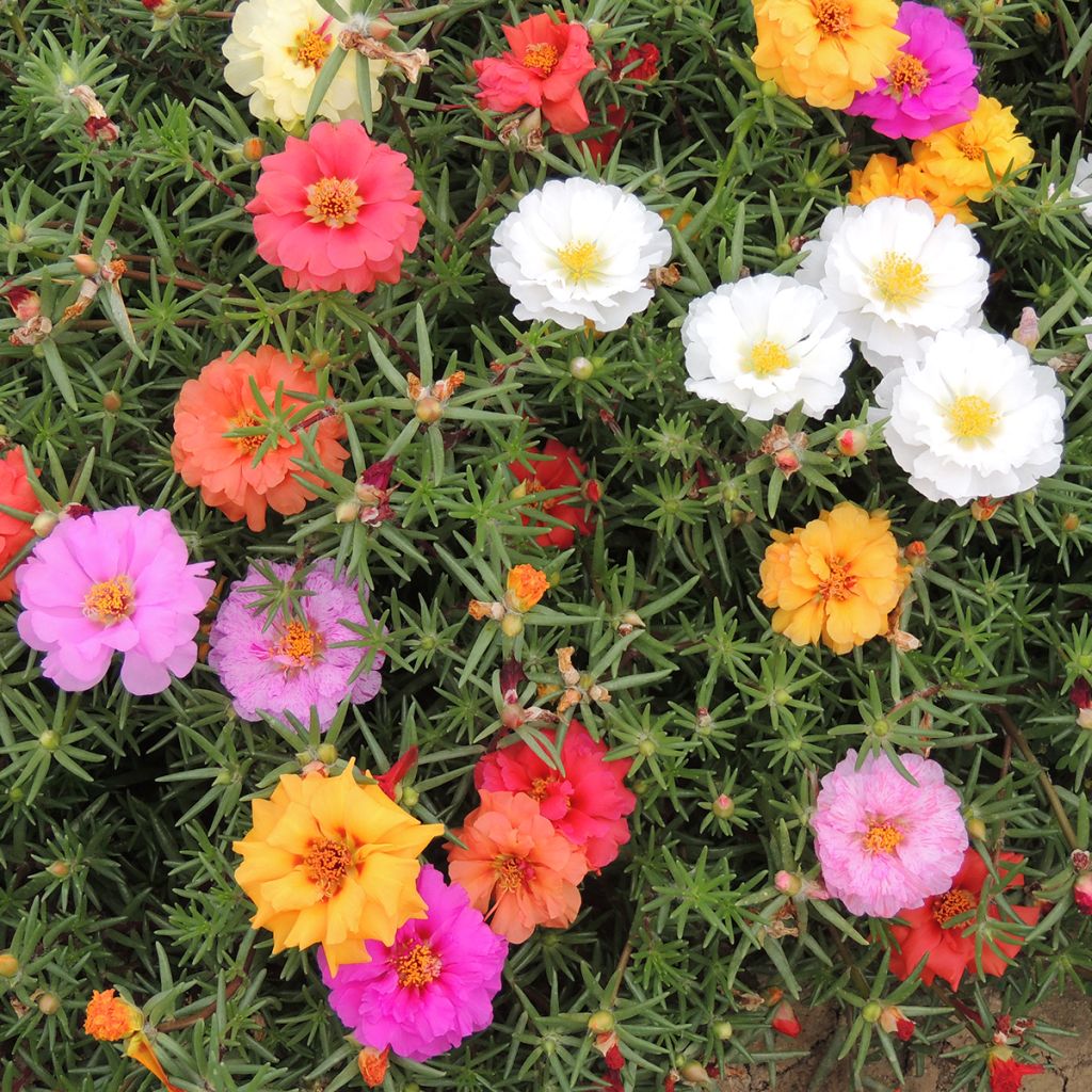 Portulaca grandiflora Extra Double Mix (zaad) - Portulakroos