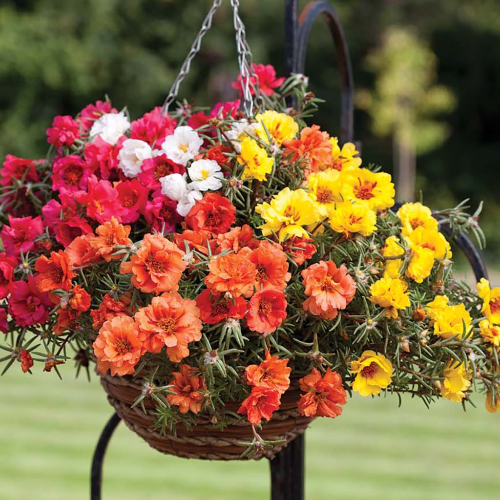 Portulaca grandiflora Lazy Daze Mix (zaad) - Portulakroos